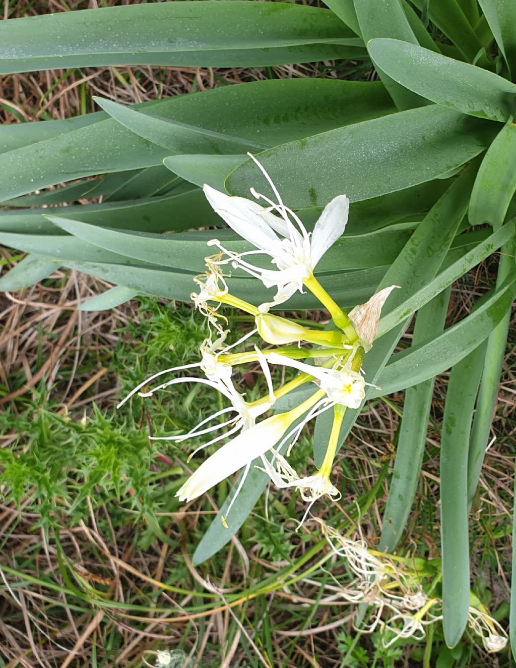 ... pancratium ...ma quale?  Pancratium illyricum